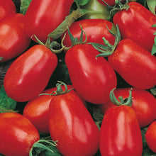 Tomato 'Roma VF' Vegetable Seeds