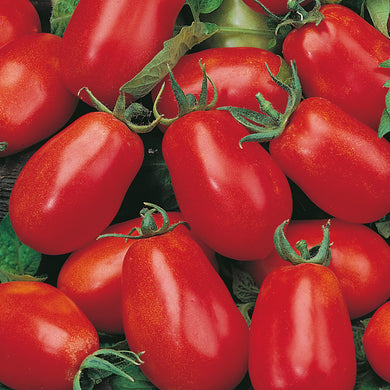 Tomato 'Roma VF' Vegetable Seeds