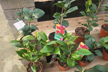 Camellia Shrubs | Premium Quality Vibrant Evergreen Potted Garden Plants
