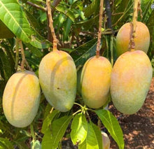 Kesar Mango || Juicy Mango || King of Mangoes || India || 12 Pieces || £20.99 (12 Pieces)