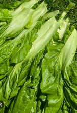 रायो सागको बीऊ / नेपाली मार्फा रायो साग  .Rayo Saag Seeds . Nepali Rayo Spinach seeds