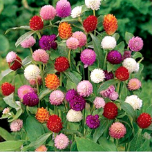 Gomphrena Mixed( रङ्गीन नेपाली सुपारी फूलका बीउहरू )  globosa Dwarf mixed .Globe amaranth Flower Seeds