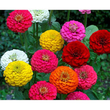 Zinnia Mixed  Flower Seeds . जिनिया फूल (Zinnia)