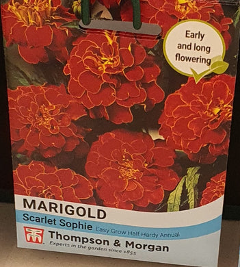 Marigold 'Scarlet Sophie' - Seeds