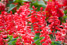Kings Seeds Salvia Blaze of Fire  Seeds