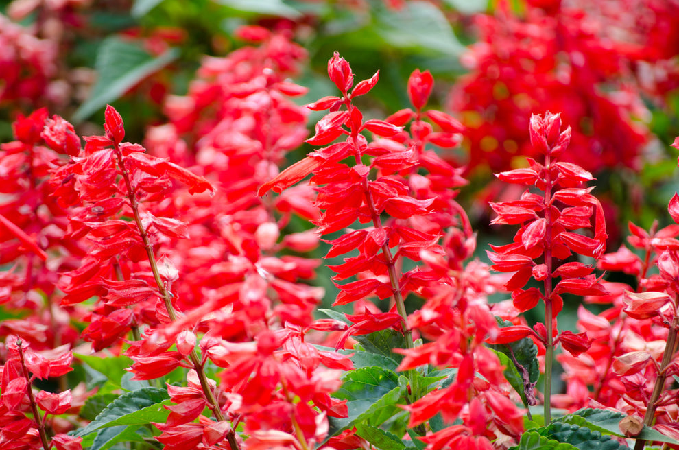 Kings Seeds Salvia Blaze of Fire  Seeds