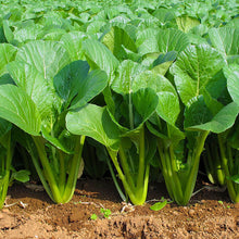 तोरीको साग नेपाली  Mustard  spinach