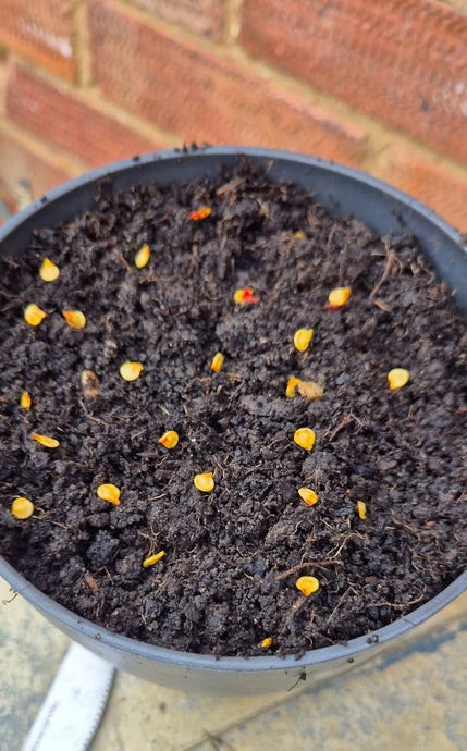 Nepali  डल्ले खुर्सानी Dalle Seeds . Extremely Hot  round Chilli Seeds .  Akbare Khursani chilli seeds . King of chillies