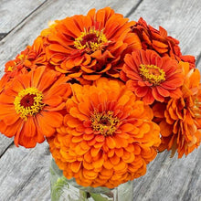 Zinnia Flower Orange King Seeds . जिनिया फूल (Zinnia)