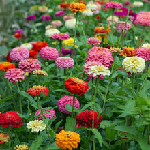 Zinnia Mixed  Flower Seeds . जिनिया फूल (Zinnia)