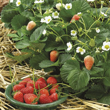 Strawberry Delician Seeds