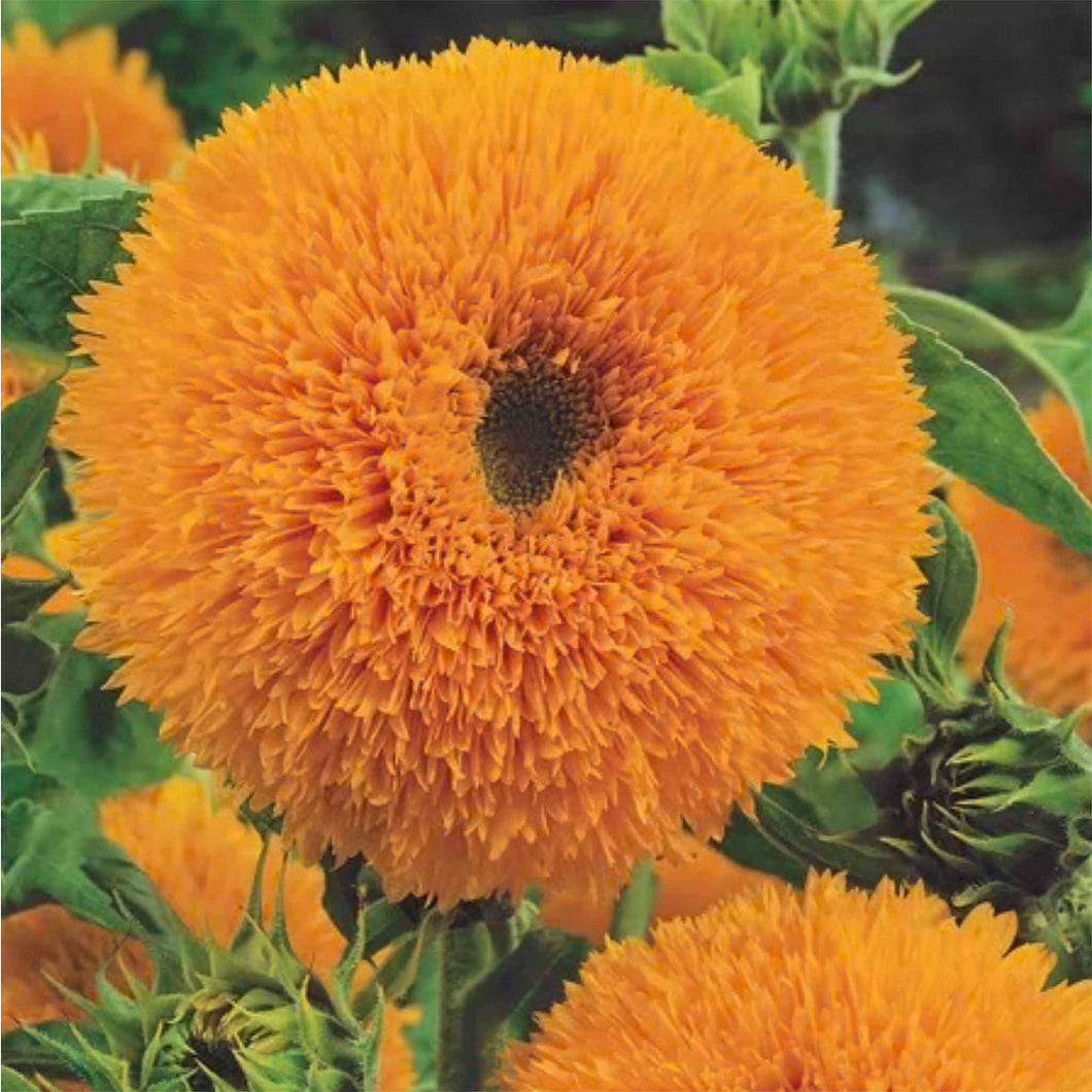 Sunflower Seeds 'Teddy Bear
