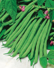 French Dwarf Green Beans