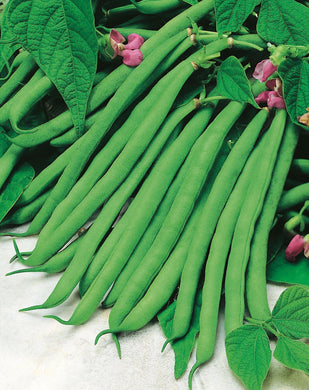 French Dwarf Green Beans