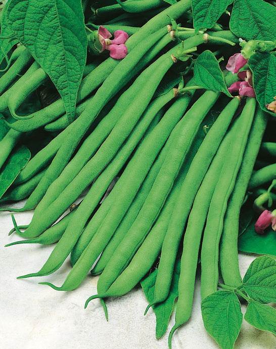 French Dwarf Green Beans