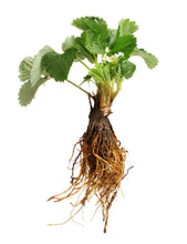 Strawberry Plants with Roots