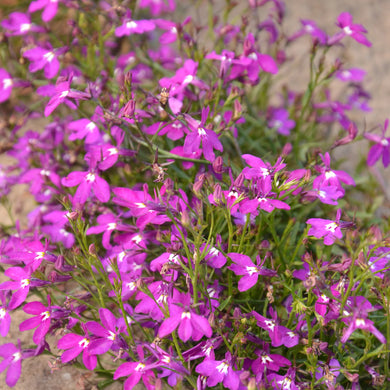 Red Cascade Lobelia 100 Seeds