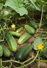 NEPAL 🇳🇵 Cucumber Seeds - Nepali Local - लोकल नेपाली काक्रो