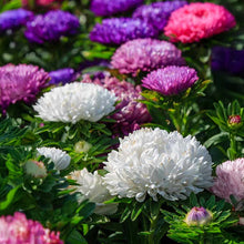 Aster Duchess Mixed Seeds