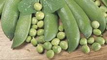 Garden  Pea Climbing Pods .( मटरको कोसा ) Large juicy Pea Seeds