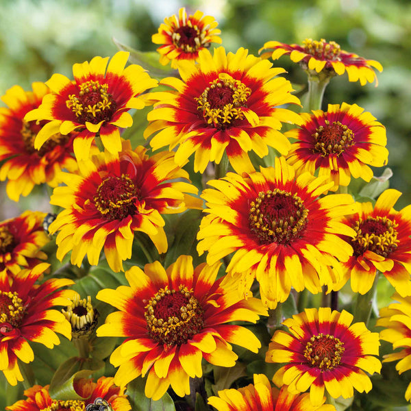 Zinnia Sombrero  Flower Seeds . जिनिया फूल (Zinnia)