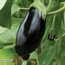 Aubergine Black Beauty Seeds. भण्टा” बैंगन  or বাংলা .