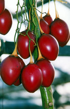 Tamarillo (Tree Tomato) Seeds |

 टामारिल्लो (रुख टमाटर) बीउ