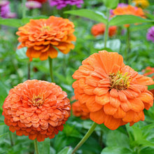 Zinnia Flower Orange King Seeds . जिनिया फूल (Zinnia)