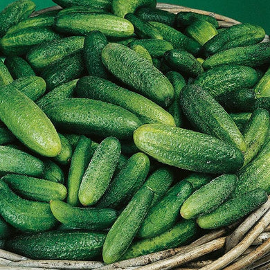 Cucumber (Gherkin) Cornichon de Paris 20 Seeds