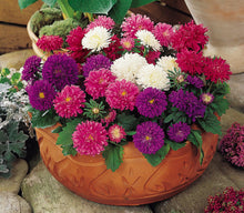Aster Duchess Mixed Seeds