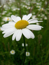 Chrysanthemum Ox Eye Daisy Seeds