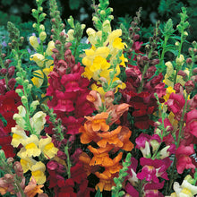 Antirrhinum Rust Resistant Mixed Seeds