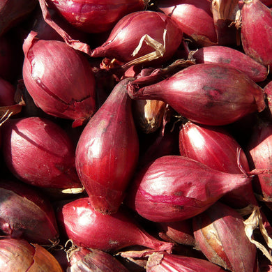 Onions Red  Baron seeds