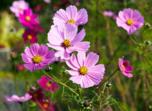 Cosmos Dwarf Sensation Mixed Seeds