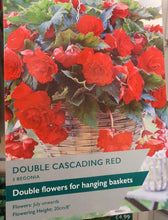 Begonia Double Cascading Red Bulbs