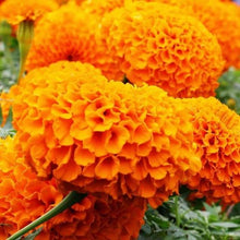 Marigold Orange Seeds [ Giant Size ]