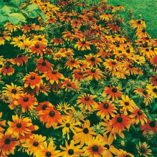Rudbeckia Rustic Dwarf Mixed  Seeds, Prolific Large Flowers for Bees & Butterflies