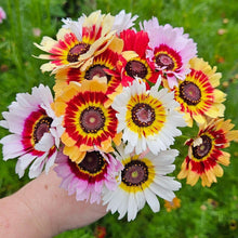 Chrysanthemum - Tricolour Single Mixed