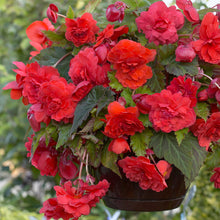 Begonia Double Cascading Red Bulbs