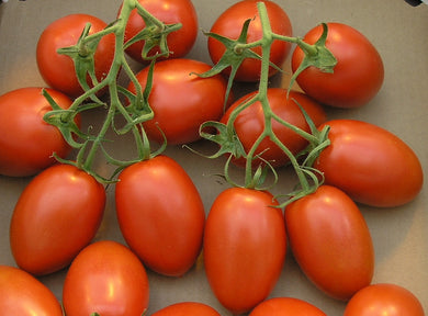 Italian Roma Tomato Seeds. टमाटर seeds. गोलभेंडा.