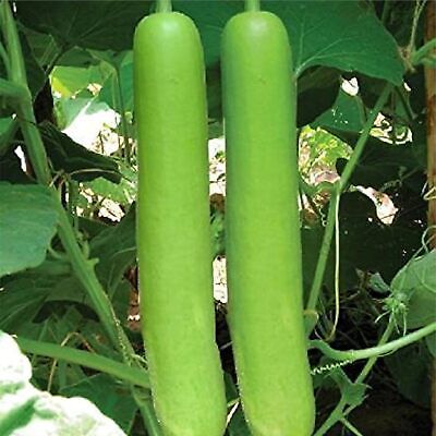 Nepali  Bottle Gourd Seeds / नेपाली लौका बिऊ  Lauki , Dudhi Seeds ( 10 Seeds )