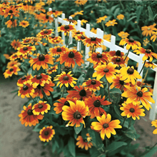 Rudbeckia Rustic Dwarf Mixed  Seeds, Prolific Large Flowers for Bees & Butterflies