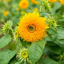 Sunflower Seeds 'Teddy Bear