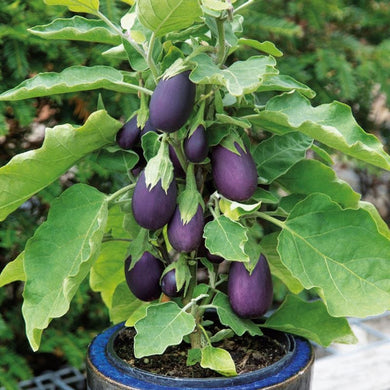 Aubergine Baby Jack Seeds. भण्टा” बैंगन  or বাংলা .