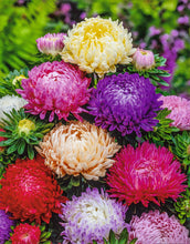 Aster Duchess Mixed Seeds