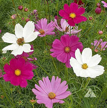 Cosmos Sensation Mixed