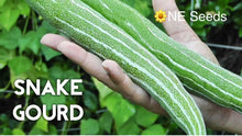 Indian Bangladeshi Snake Gourd Seeds Chichinda, Chichinga, Padval Seeds