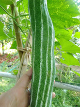 Indian Bangladeshi Snake Gourd Seeds Chichinda, Chichinga, Padval Seeds