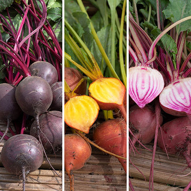 Beetroot Rainbow Colour Mix - Sweet & Colourful Garden Seeds for Allotments - Seeds - Easy to Grow -
