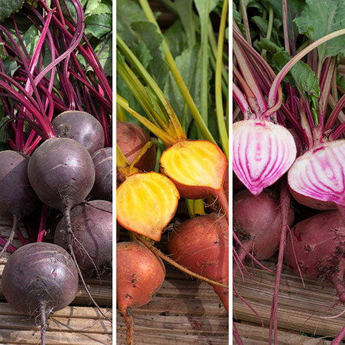 Beetroot Rainbow Colour Mix - Sweet & Colourful Garden Seeds for Allotments - Seeds - Easy to Grow -